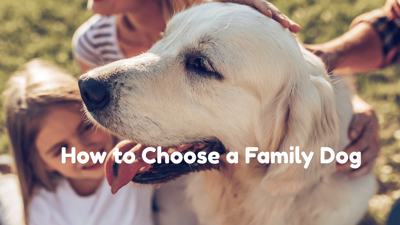 How to Choose a Family Dog That Fits Your Household’s Lifestyle