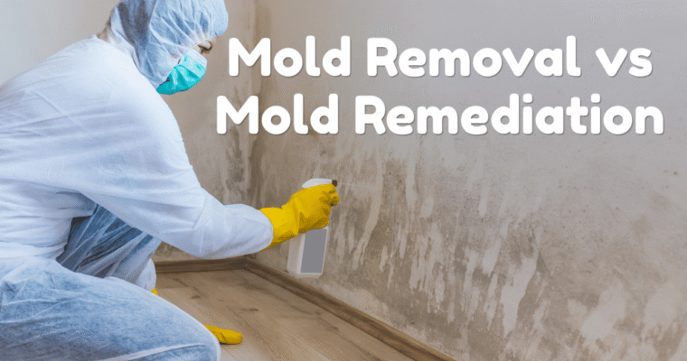 What Is the Difference Between Mold Removal and Mold Remediation Services in Raleigh?