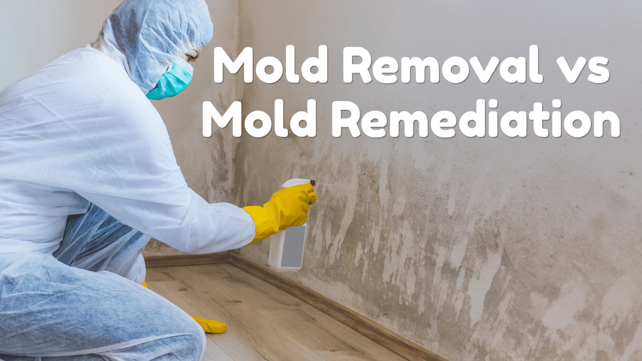 What Is the Difference Between Mold Removal and Mold Remediation Services in Raleigh?