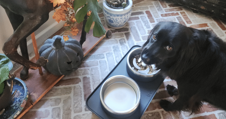 Trot Pets Dog Feeding Bowls Review: Why the Elevated Complete Set Is a Total Game Changer