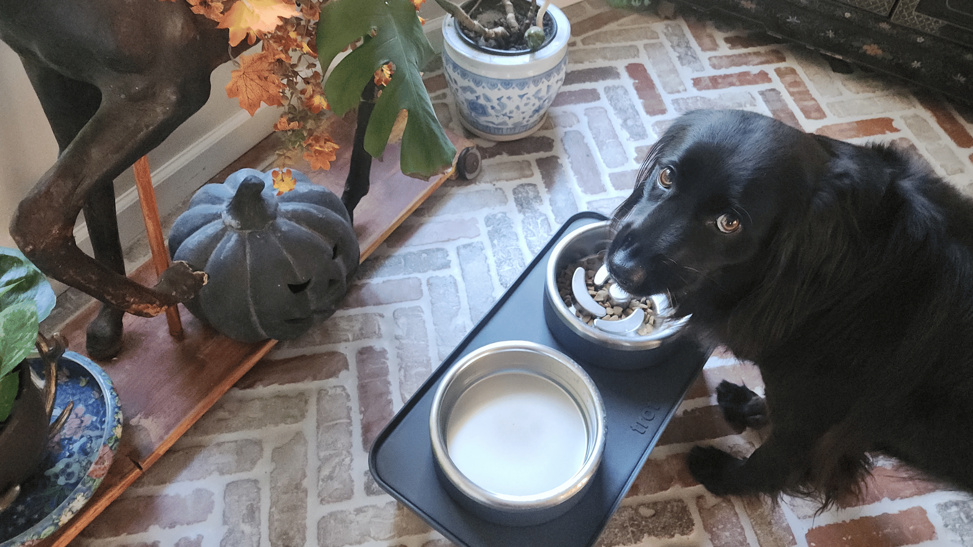 Trot Pets Dog Feeding Bowls Review: Why the Elevated Complete Set Is a Total Game Changer