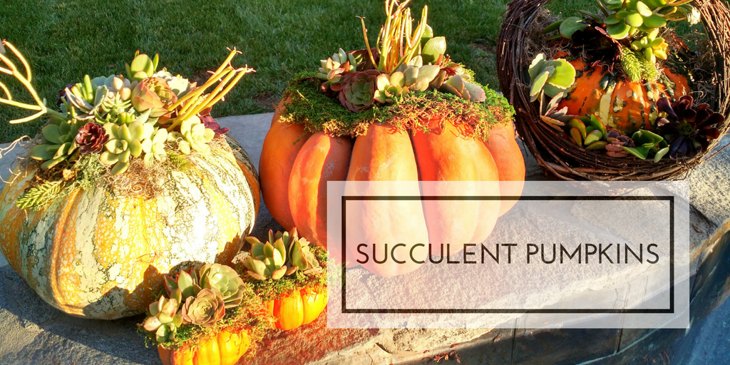 Succulent Pumpkins for Fall